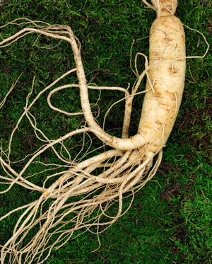 White Ginseng Extract